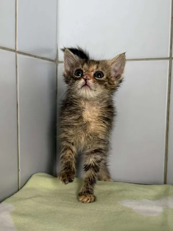 Znaleziono kota, Lublin, 12 czerwca 2025