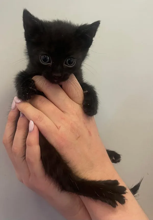 Znaleziono kota, Lublin, 17 czerwca 2025