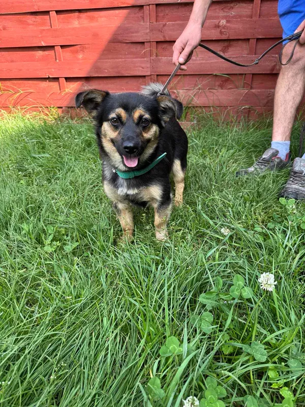 Znaleziono psa, Czartki, 18 czerwca 2025