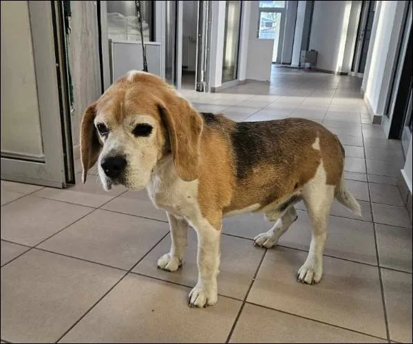 Znaleziono psa, Grudziądz, 18 czerwca 2025