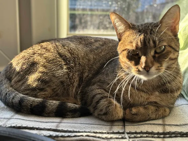 Zaginął kot, Żory, Śródmieście, 19 czerwca 2025 (1/2)