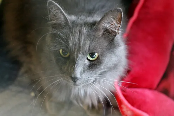 Znaleziono kota, Wałbrzych, 16 czerwca 2025 (1/2)