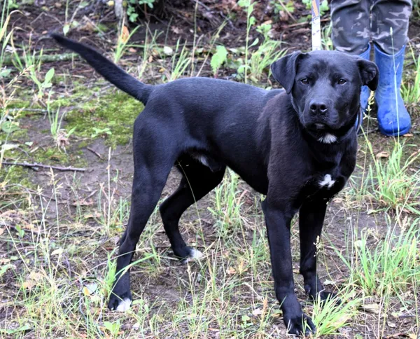 Znaleziono psa, Pieckowo, 17 czerwca 2025 (1/5)