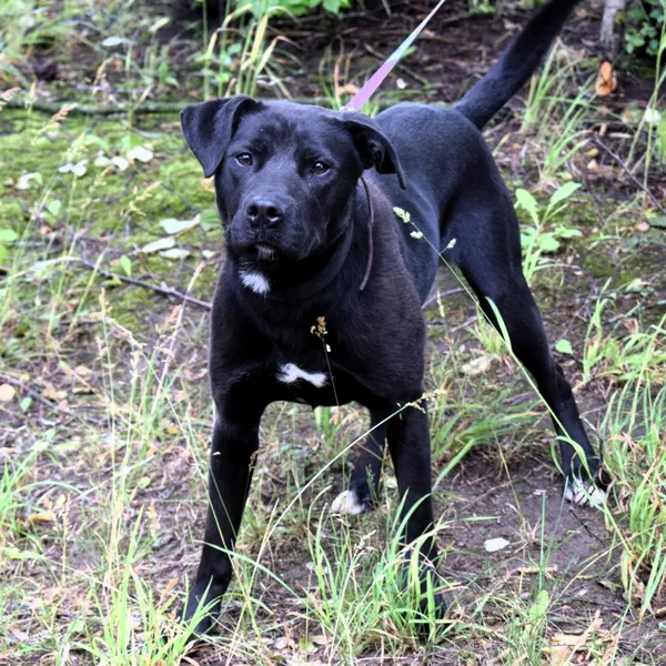 Znaleziono psa, Pieckowo, 17 czerwca 2025 (4/5)