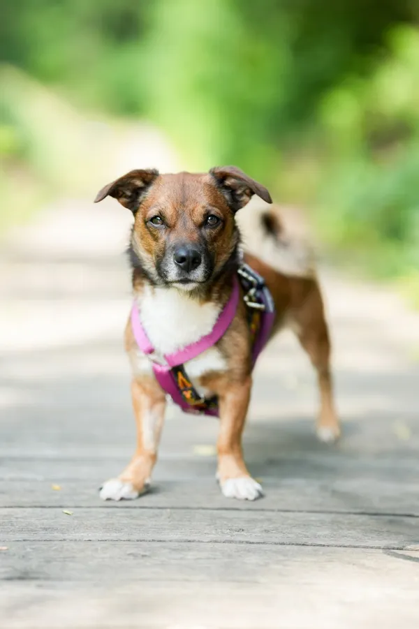 Znaleziono psa, Sosnowiec, 14 czerwca 2025 (1/5)