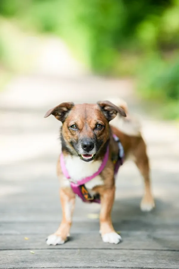 Znaleziono psa, Sosnowiec, 14 czerwca 2025 (3/5)