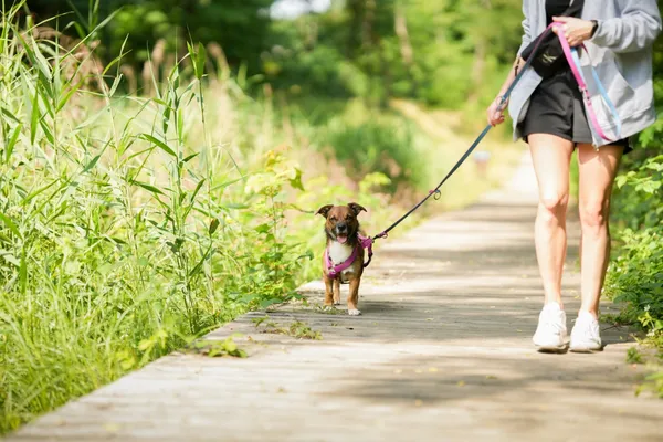 Znaleziono psa, Sosnowiec, 14 czerwca 2025 (4/5)