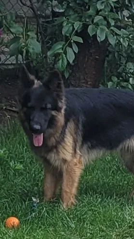 Zaginął pies, Gołubie, 20 czerwca 2025 (2/2)