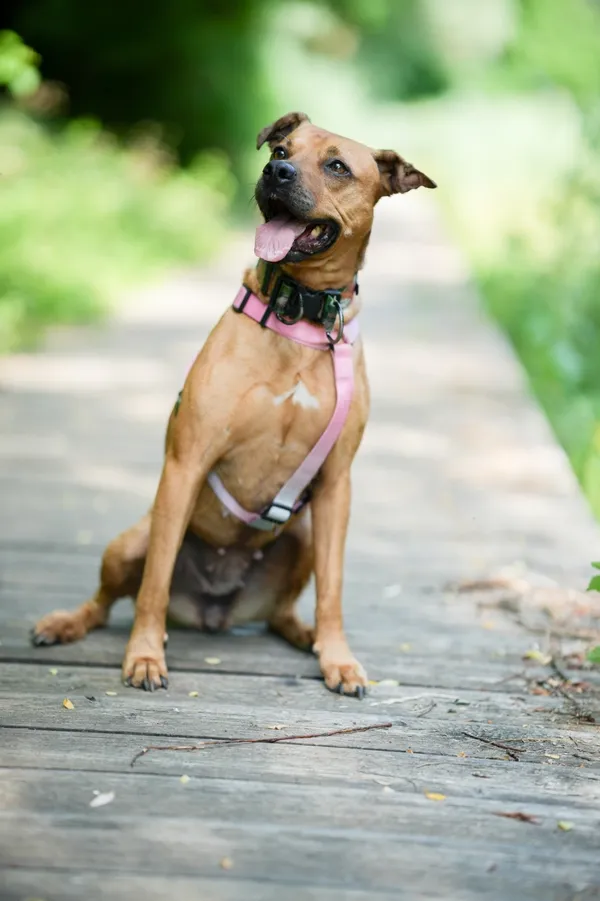 Znaleziono psa, Sosnowiec, 18 czerwca 2025 (2/5)