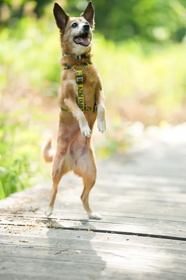 Znaleziono psa, Sosnowiec, 18 czerwca 2025 (2/5)