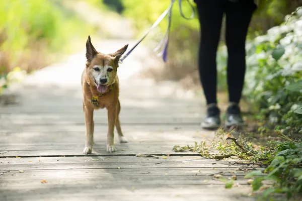 Znaleziono psa, Sosnowiec, 18 czerwca 2025 (3/5)