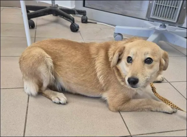 Znaleziono psa, Grudziądz, 19 czerwca 2025