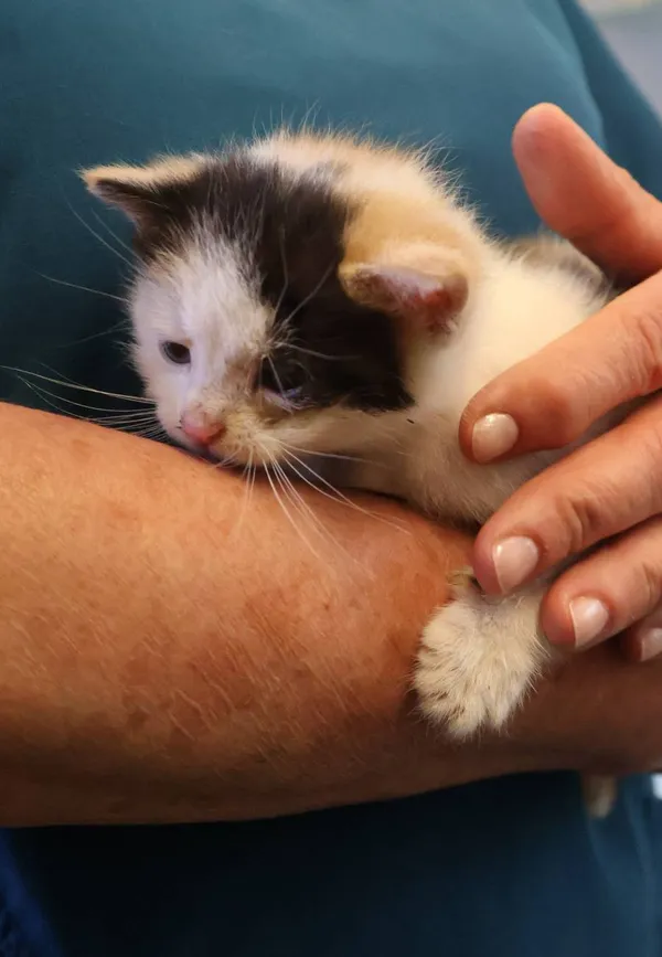 Znaleziono kota, Łódź, 19 czerwca 2025 (1/2)