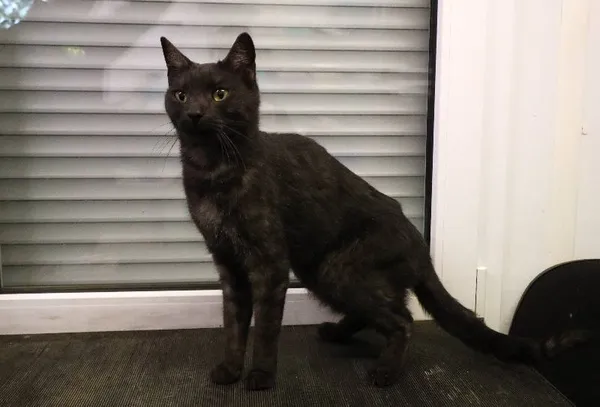 Znaleziono kota, Łódź, 19 czerwca 2025 (1/5)