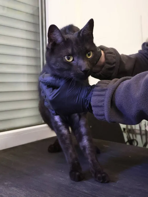 Znaleziono kota, Łódź, 19 czerwca 2025 (2/5)