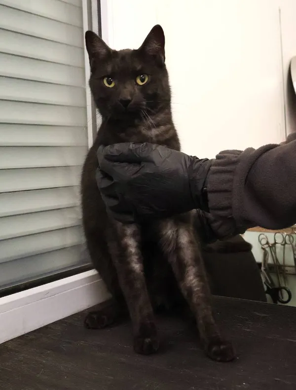 Znaleziono kota, Łódź, 19 czerwca 2025 (3/5)