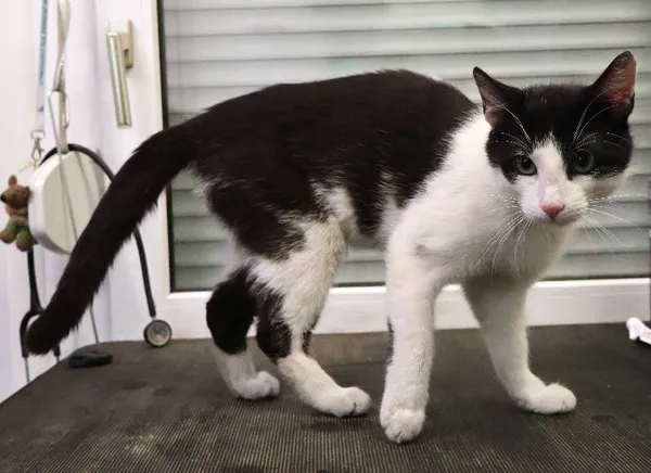 Znaleziono kota, Łódź, 19 czerwca 2025 (2/3)