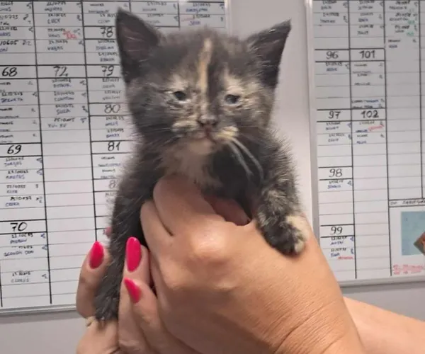 Znaleziono kota, Toruń, 20 czerwca 2025