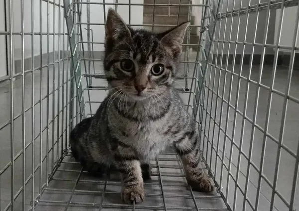 Znaleziono kota, Toruń, 18 czerwca 2025