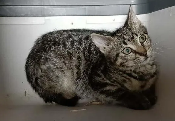 Znaleziono kota, Toruń, 18 czerwca 2025