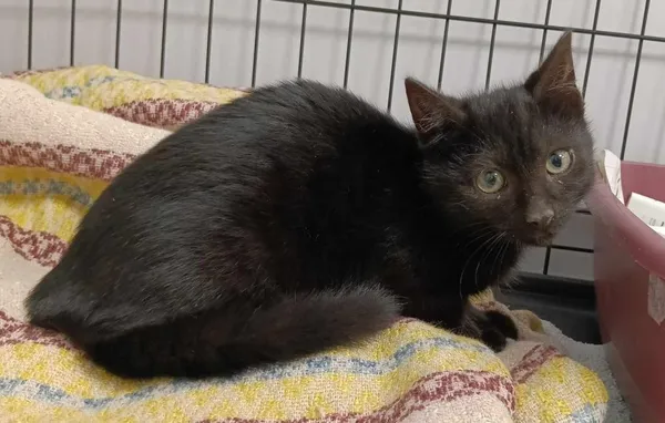 Znaleziono kota, Toruń, 18 czerwca 2025