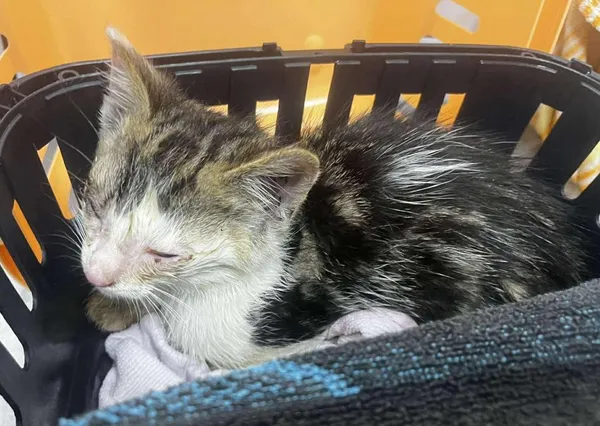 Znaleziono kota, Toruń, 18 czerwca 2025