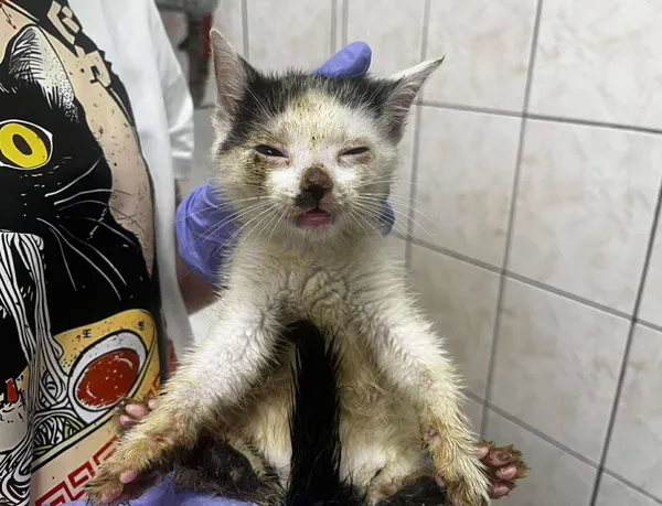 Znaleziono kota, Toruń, 18 czerwca 2025