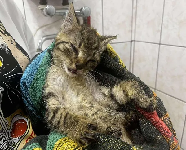 Znaleziono kota, Toruń, 18 czerwca 2025