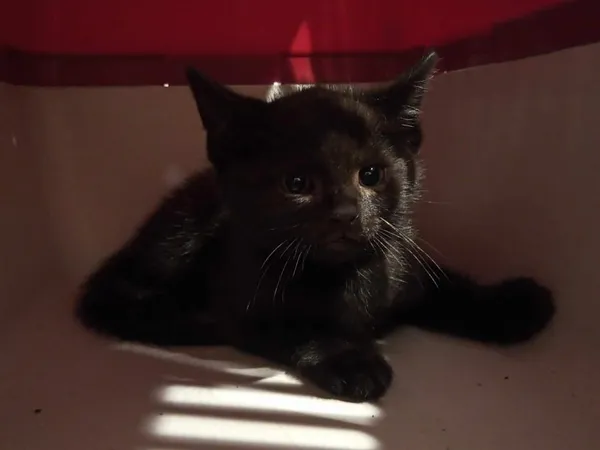 Znaleziono kota, Toruń, 18 czerwca 2025