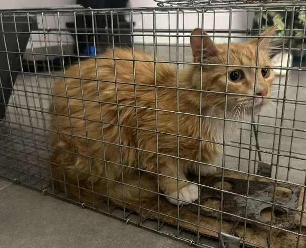 Znaleziono kota, Toruń, 17 czerwca 2025