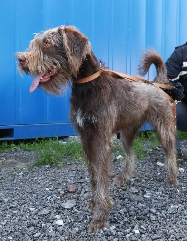 Znaleziono psa, Łódź, 20 czerwca 2025 (1/5)