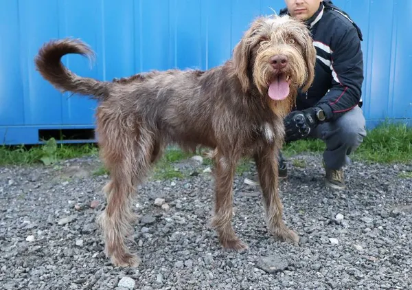 Znaleziono psa, Łódź, 20 czerwca 2025 (2/5)