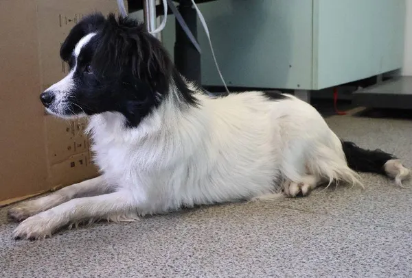 Znaleziono psa, Łódź, 19 czerwca 2025 (1/3)