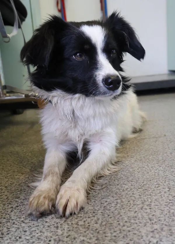 Znaleziono psa, Łódź, 19 czerwca 2025 (2/3)