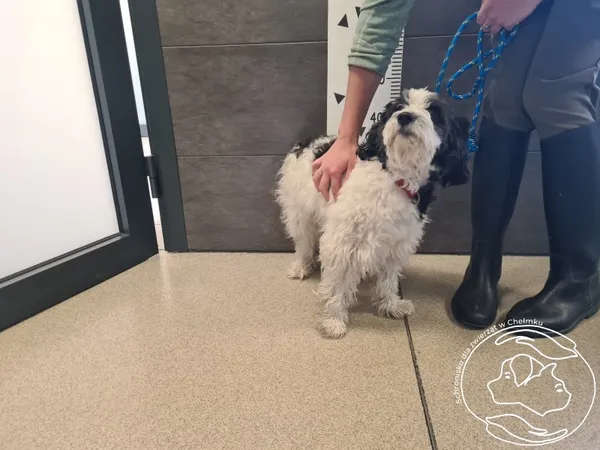 Znaleziono psa, Chełmek, 18 czerwca 2025