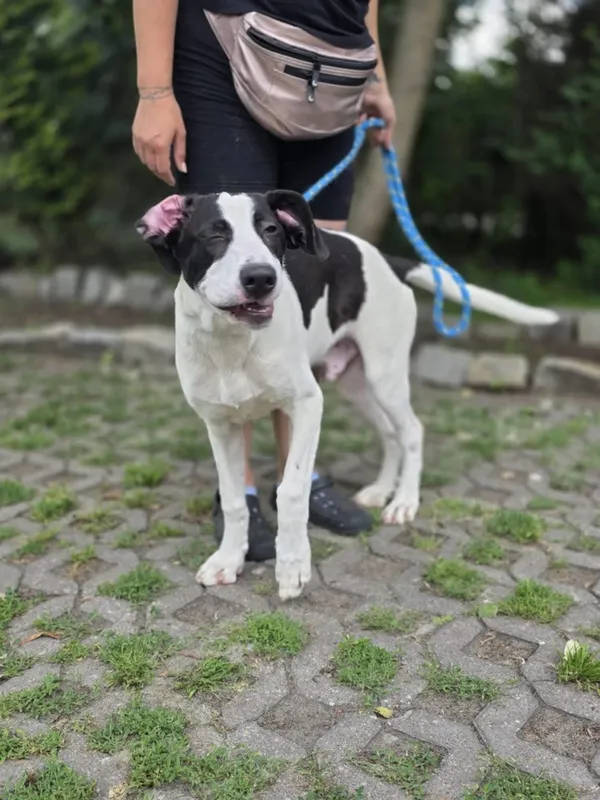 Pies do adopcji, Radom, 20 czerwca 2025 (4/4)