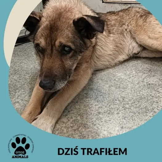 Znaleziono psa, Dąbrówka, 19 czerwca 2025 (1/2)