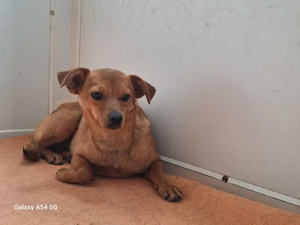 Pies do adopcji, Orzechowce, 20 czerwca 2025 (2/5)