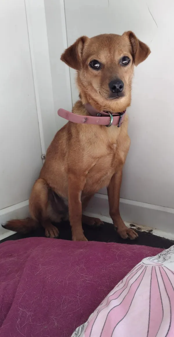 Pies do adopcji, Orzechowce, 20 czerwca 2025 (4/5)