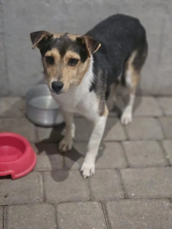 Pies do adopcji, Zgierz, 26 listopada 2025 (5/5)