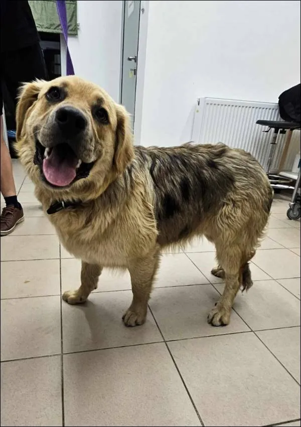 Znaleziono psa, Grudziądz, 20 czerwca 2025