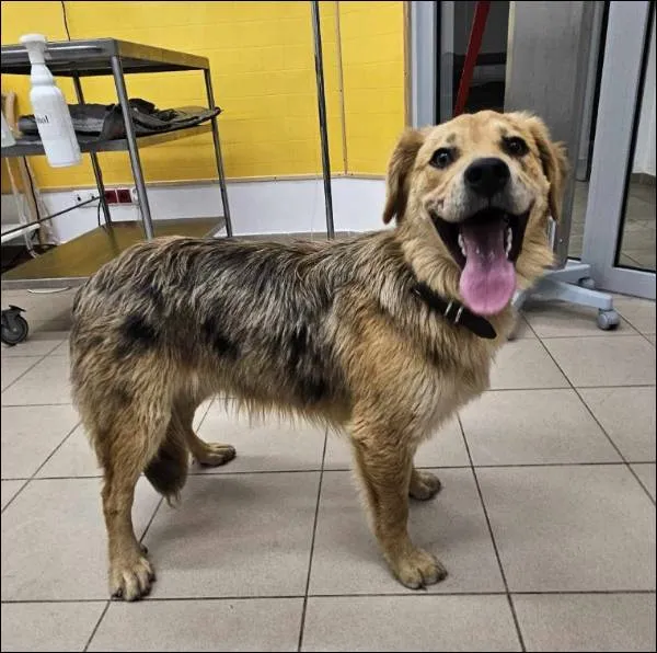 Znaleziono psa, Grudziądz, 20 czerwca 2025