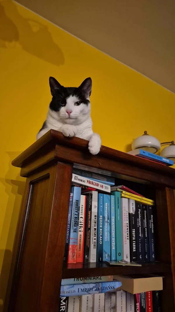 Zagineło zwierzę, Nakło nad Notecią, 21 czerwca 2025