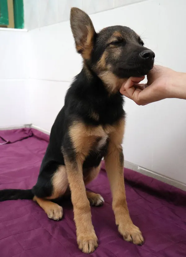 Znaleziono psa, Łódź, 21 czerwca 2025 (5/5)