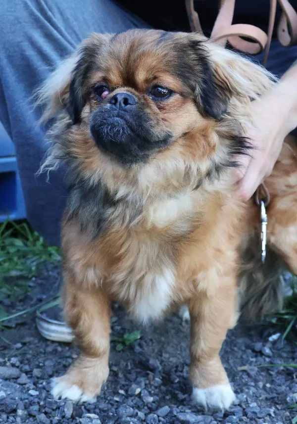 Znaleziono psa, Łódź, 20 czerwca 2025 (1/5)