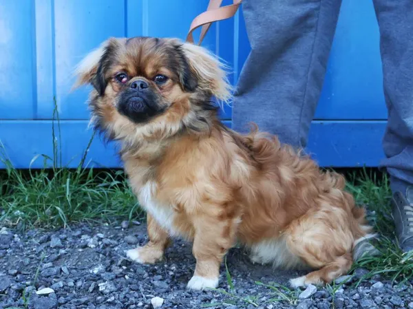 Znaleziono psa, Łódź, 20 czerwca 2025 (2/5)