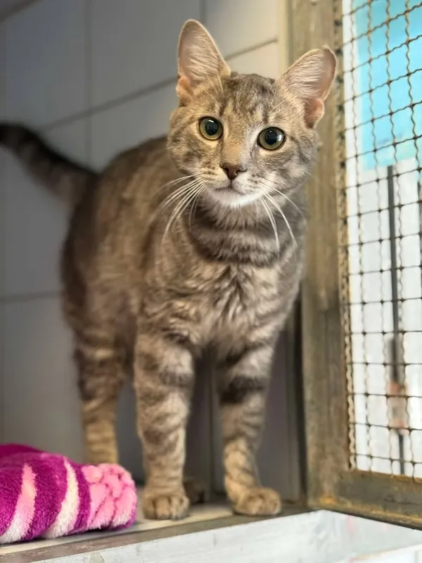 Znaleziono kota, Lublin, 20 czerwca 2025