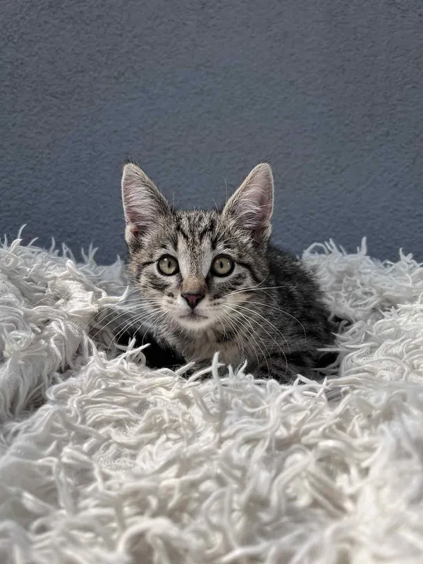 Kot do adopcji, Włocławek, 19 czerwca 2025 (2/5)