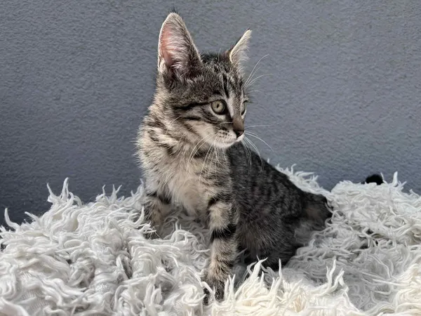 Kot do adopcji, Włocławek, 19 czerwca 2025 (4/5)