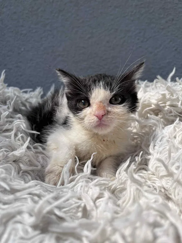 Kot do adopcji, Włocławek, 18 czerwca 2025 (2/4)